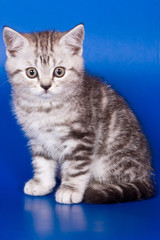 Gray striped kitty british cat on a blue background