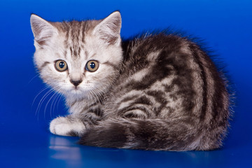 Gray striped kitty british cat on a blue background