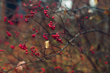 red berries on a bush in a garden in winter