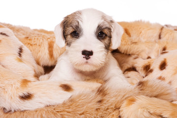 Terrier puppy in a blanket (isolated on white)