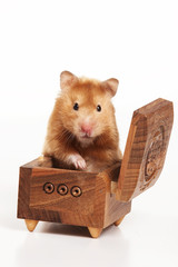 Red hamster crawls out of the box (isolated on white)