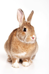 Red Rabbit (isolated on white)