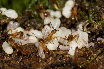 myrmica rubraet couvain fourmis myrmecology ant foumis rouge