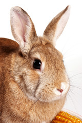 Red Rabbit portrait (isolated on white)