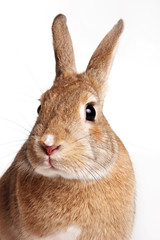 Red Rabbit portrait (isolated on white)