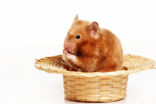 Red hamster in straw hat (isolated on white)