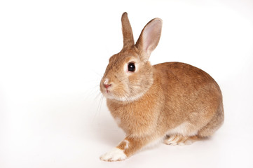red rabbit (isolated on white)