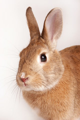 red rabbit (isolated on white)