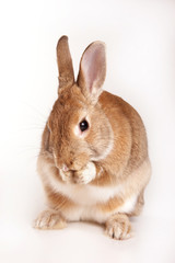red rabbit washes his face (isolated on white)