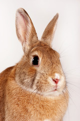 red rabbit (isolated on white)