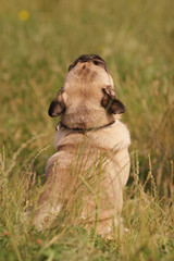 Obraz premium Dog pug sits back in the grass