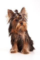 Yorkshire Terrier with a bow (isolated on white)