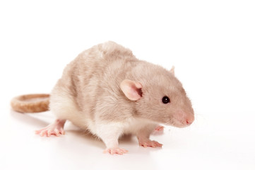 Rat (isolated on white)