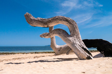 Fototapeta premium Treibholz am Shark Bay - Green Island