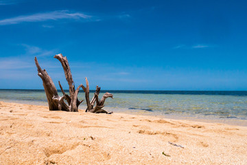 Fototapeta premium Treibholz im Sand - Shark Bay - Green Island - Great Barrier Reef