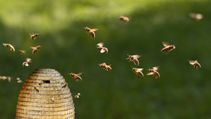 Honigbienen am Bienenkorb