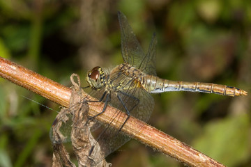libellule anisoptere