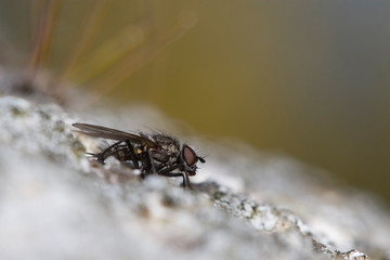 mouche fly au repos