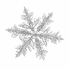 Snowflake isolated on white background. Vector illustration based on macro photo of real snow crystal: elegant stellar dendrite with fine hexagonal symmetry, ornate shape and complex inner details.