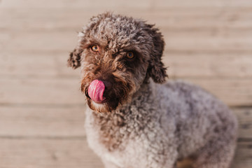cute brown spanish water dog sitting on wood floor . Autumn concept. Outdoors