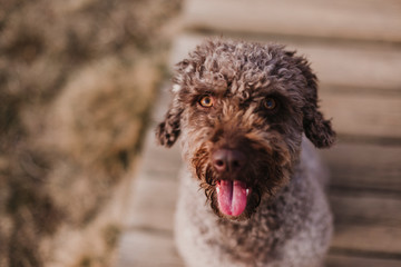 cute brown spanish water dog sitting on wood floor . Autumn concept. Outdoors