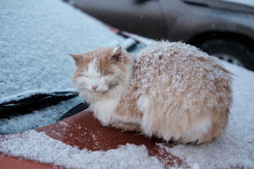 homeless cat basking on the hood of a car on a winter day in the snow