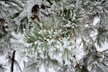 Tree in snow 4