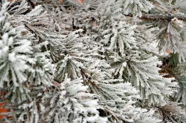 Tree in snow 3