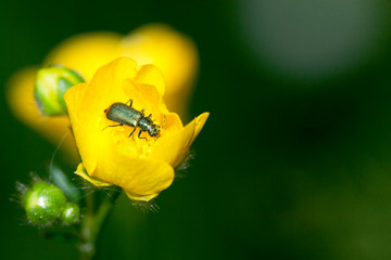 insecte sur plante