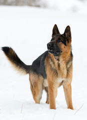 german shepherd dog in winter