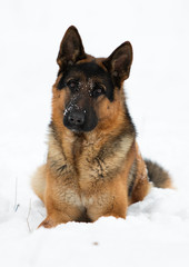 german shepherd dog in winter