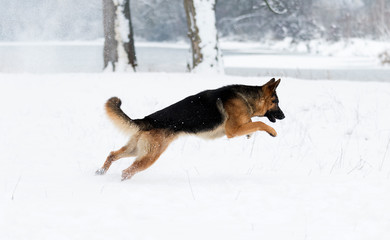 german shepherd dog in winter
