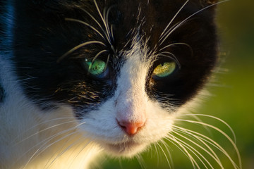 Street cat with colorful eyes looks seriously