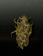 Very yellow dried marijuana with black background