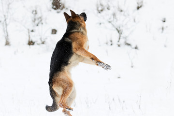 Fototapeta na wymiar german shepherd dog jumping in the snow in winter