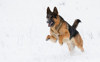 german shepherd dog in winter