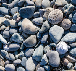 Pebbles on the Beach and sea shell