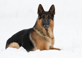 german shepherd dog in winter