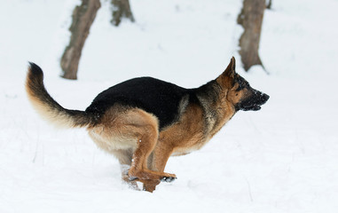 german shepherd dog in winter