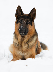 german shepherd dog in winter