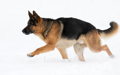 german shepherd dog in winter