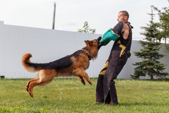 The instructor conducts the lesson with the German Shepherd dog