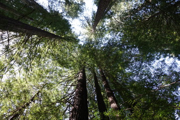 Fototapeta premium trees in the forest