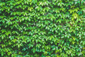 Fototapety  ogród pionowy, tekstura ścian zielonych liści, naturalny zielony liść pokryty betonową ścianą w tle, roślina pnąca na kamiennej ścianie, koncepcja przyjazna dla środowiska