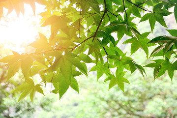 springtime, fresh green maple tree leaves on the branch with sunlight background