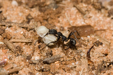 Aphaenogaster senilis en migartion avec couvain