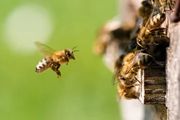 Fototapete Biene Biene im Anflug