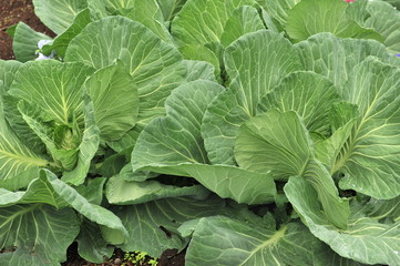 Green sheets of cabbage in the garden.