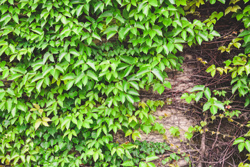 green color leaves wall texture, natural green leaf and root covered concrete wall background in vintage effect, copy space, eco friendly concept
