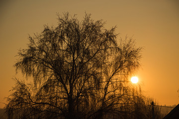 Dark tree with sun with forest at horizon in sunset winter time background